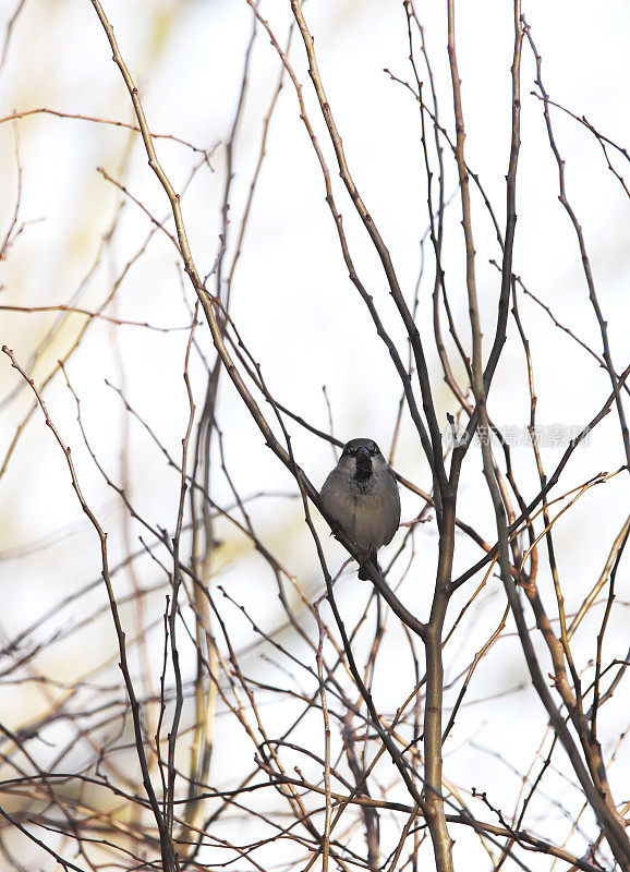 家麻雀(Passer domesticus)雄性